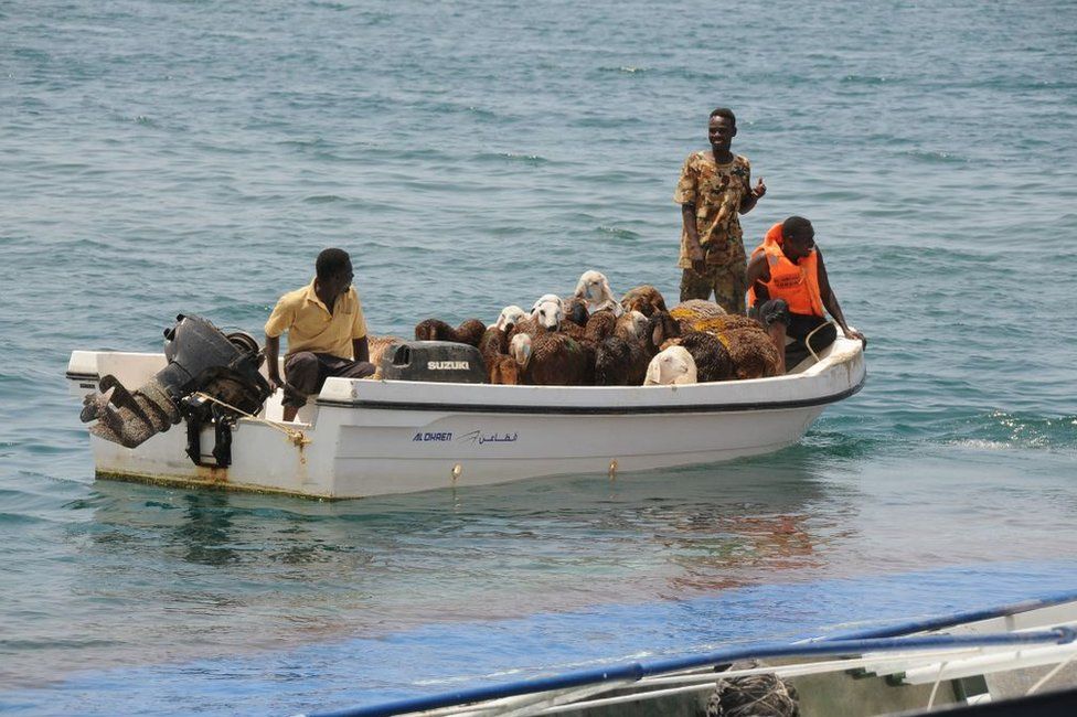 Sheep are rescued after the overloaded ship Badr 1 sank in Sudan's Red Sea port of Suakin sank. It was crammed with thousands of animals, most of which drowned.