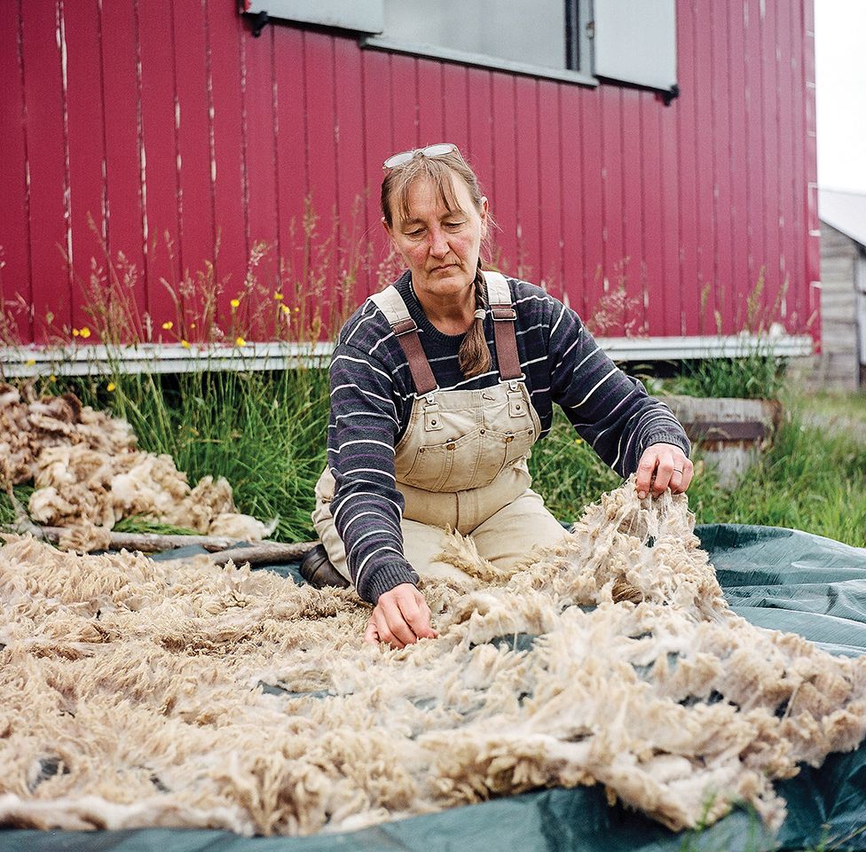 Farmer Fransje sorts through sheared fleeces on her farm in Northumberland