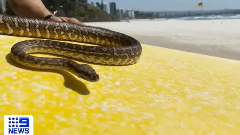 A snake on a surfboard