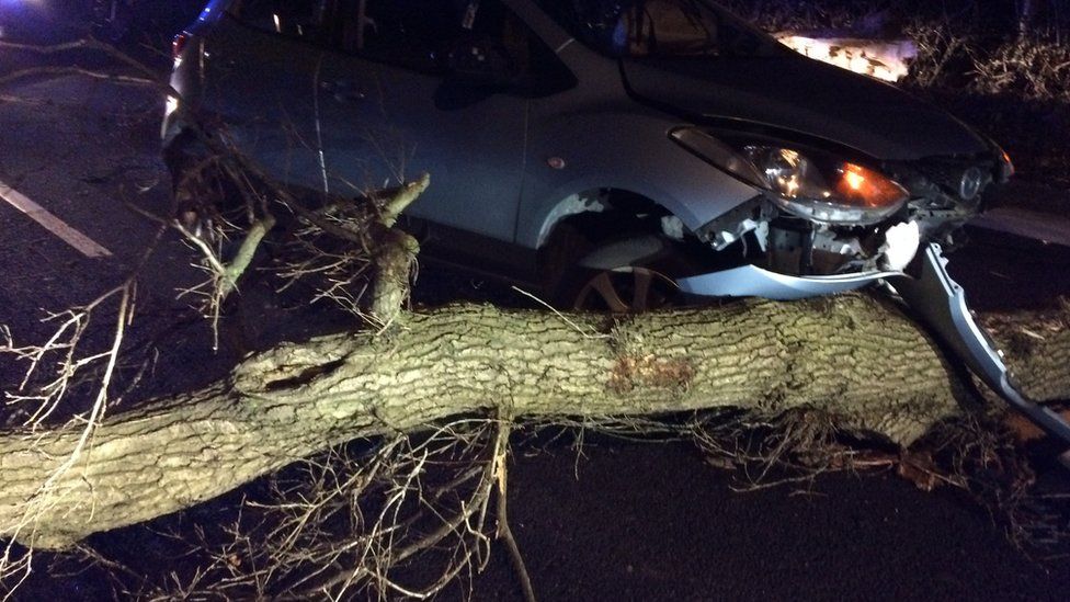 Car crashed into fallen tree