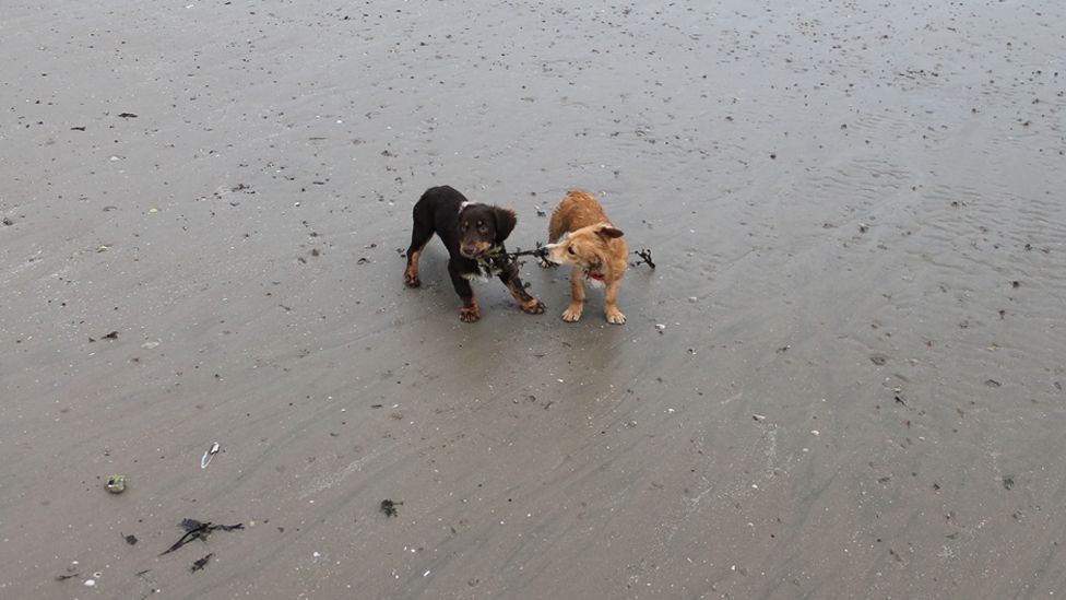 Dogs biting seaweed