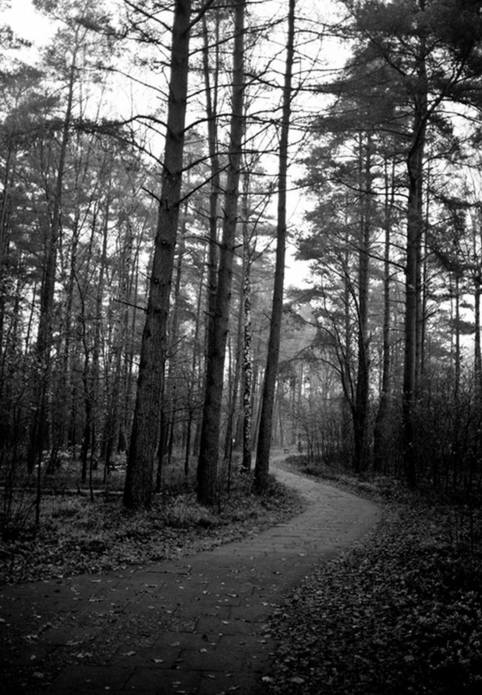 The Silent Forest - BBC News