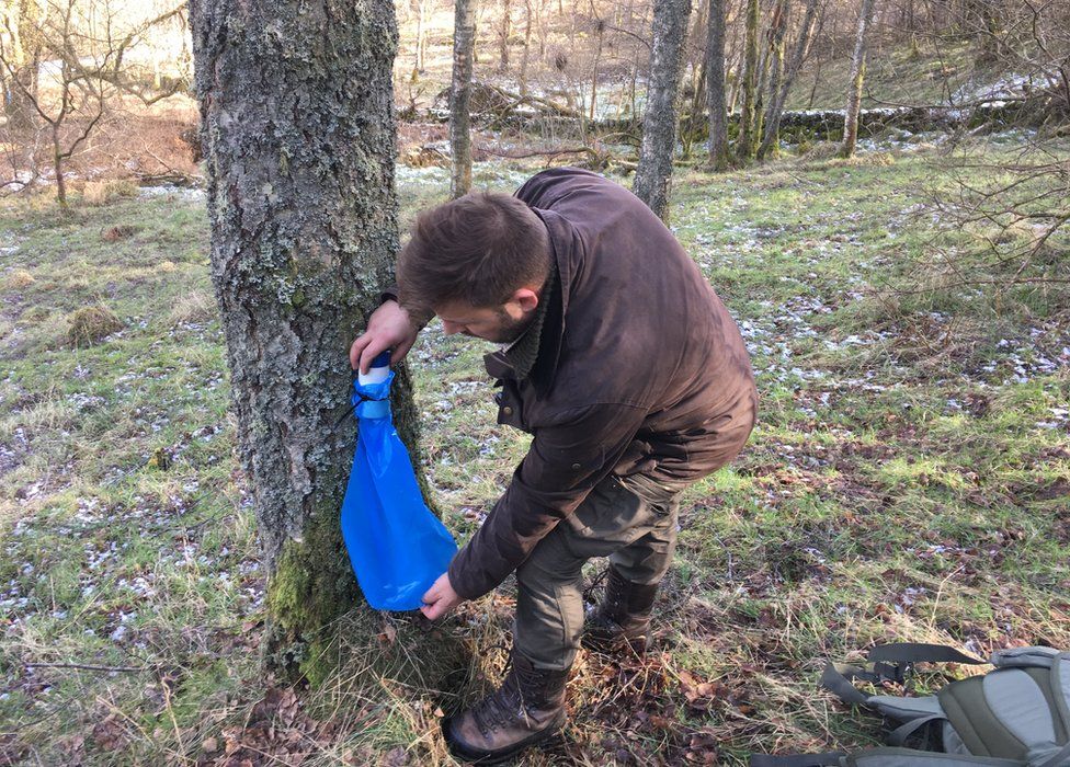 How to tap birch trees for drinkable sap - Men's Journal