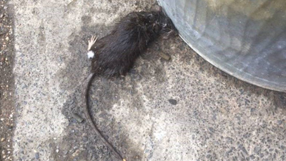 Dead rat by an outside bin