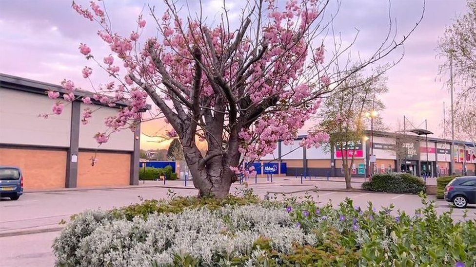 A tree in Leicester