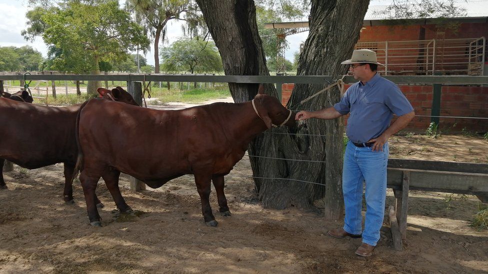 Dr Egon Neufeld with one of his cows