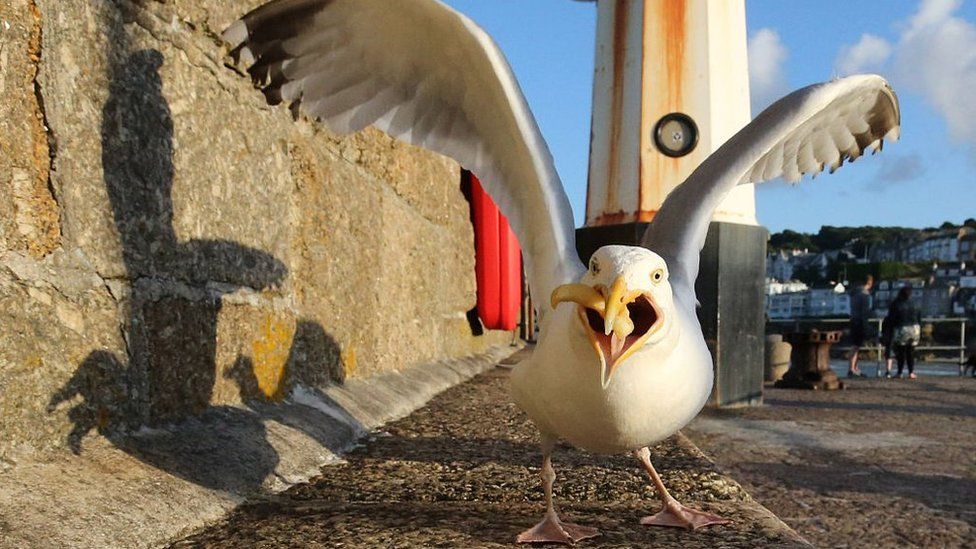 Seagulls have 'favourite' fish and chip shops to visit - BBC Newsround