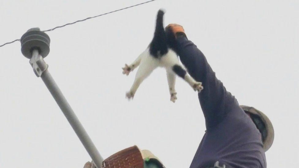 Cat stranded on electricity pole