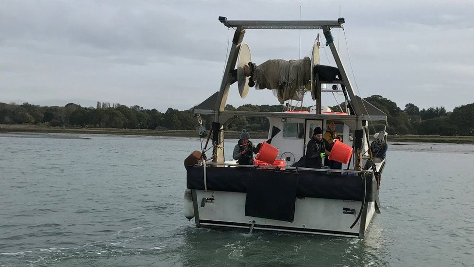 The oysters are taken out in a boat for release on the seabed