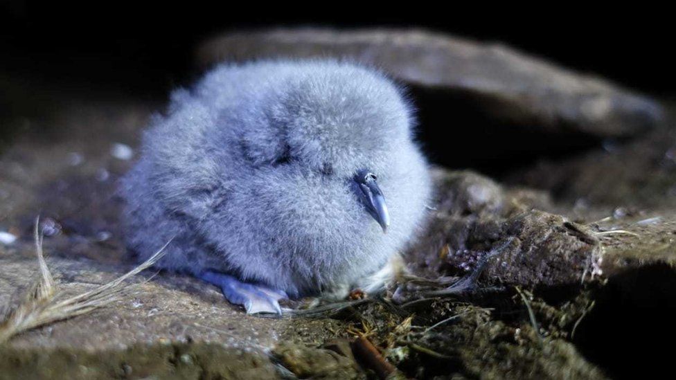 A MacGillivray's prion chick