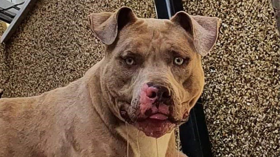 Beast, the XL bully that killed 10-year-old Jack Lis in Caerphilly in 2021