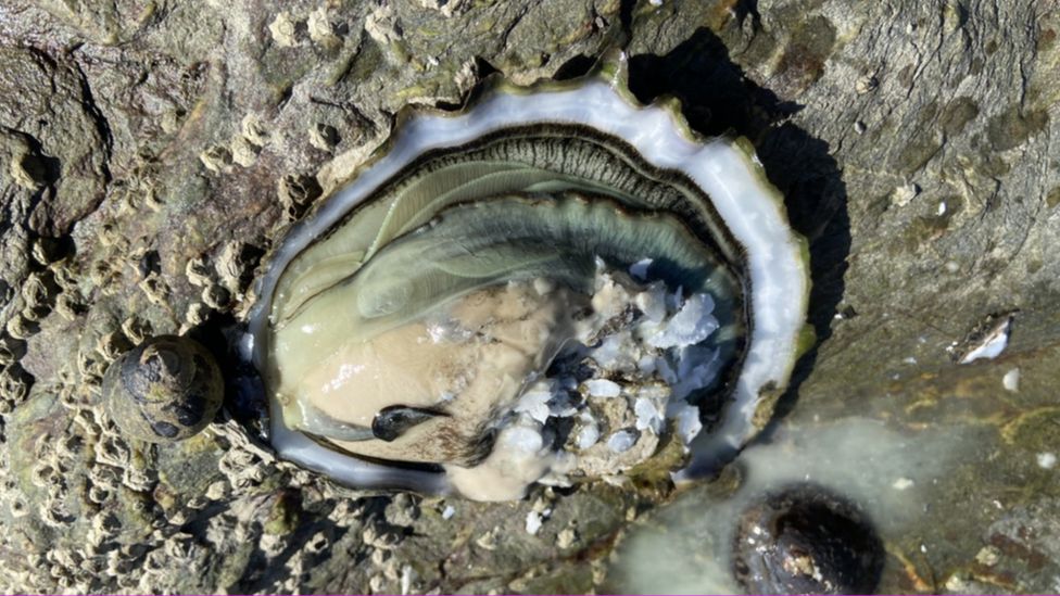 Pacific oyster expansion threatens Devon and Cornwall estuaries BBC News