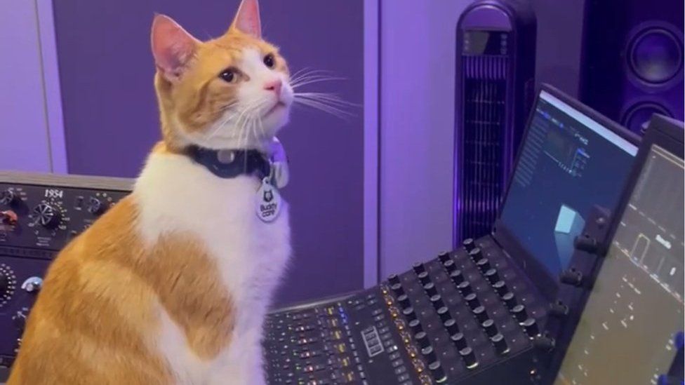 Nala the cat in the studio sitting on a mixing desk