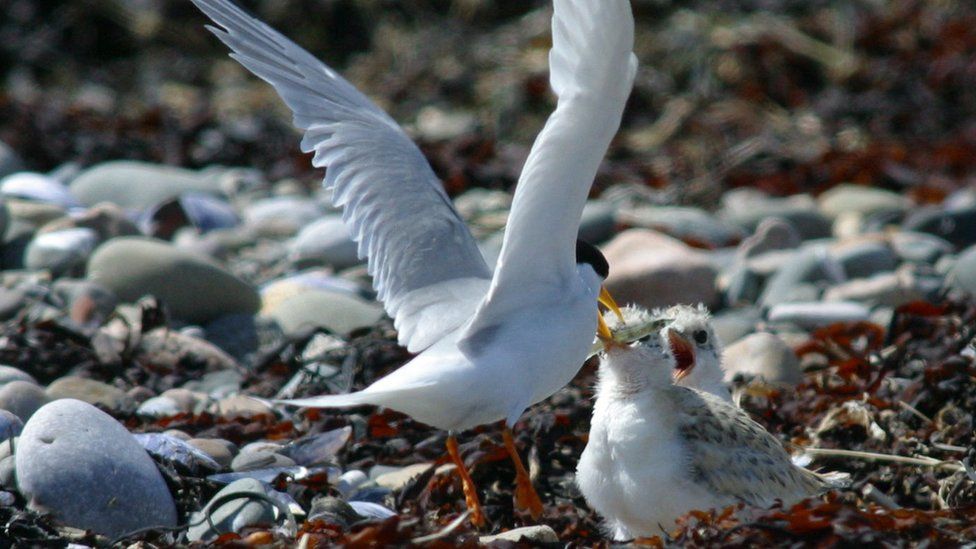 Little tern feeding chicks at Foulney Island