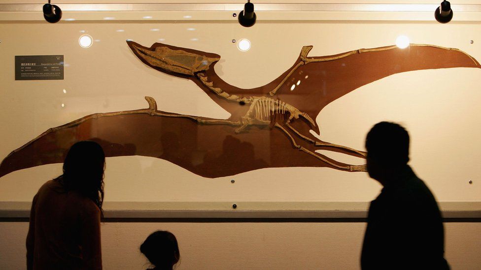 A fossil of a pterosaur