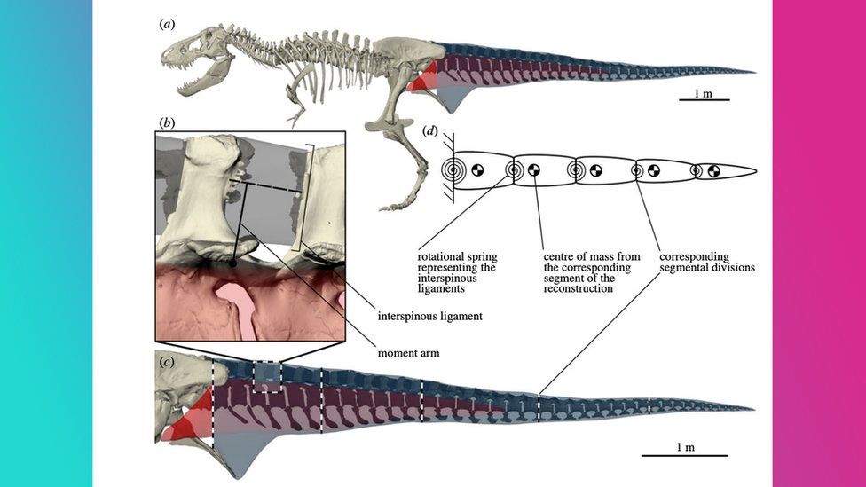 T. Rex Could Outrun Humans