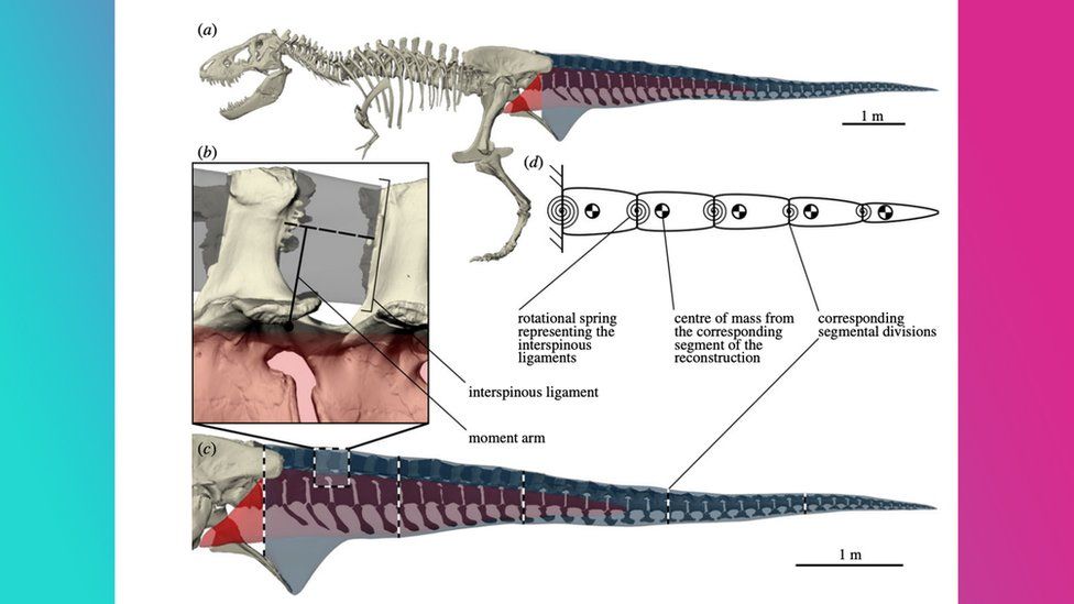 You Might Be Able to Outrun a T. Rex