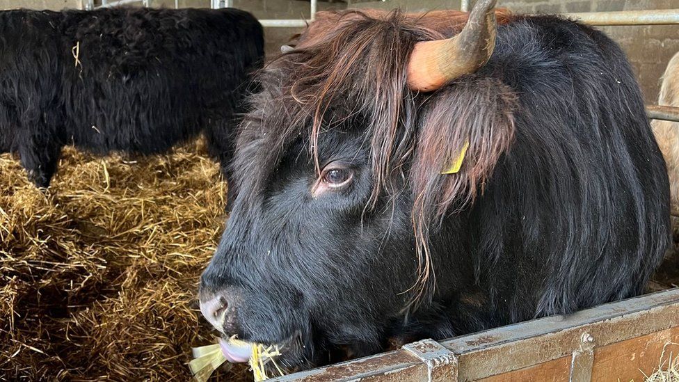 One of Izzi's cows - is has black fur with long furry ears. It is a cow with horns and is eating a mouthful of hay