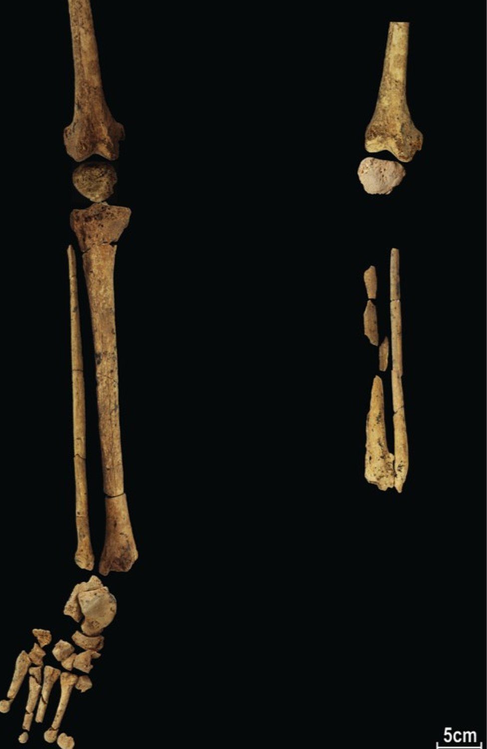 Skeleton of ancient human (c) Tim Maloney