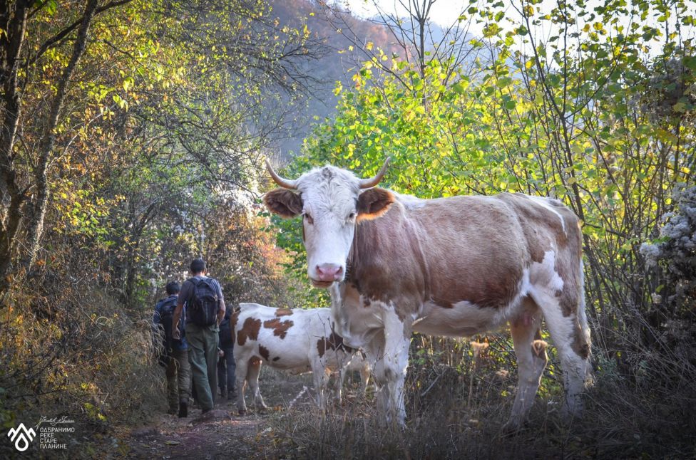 краве на старој планини
