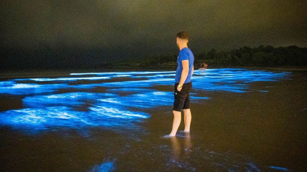 Fountainstown Beach: Bioluminescent light up Cork beach - BBC News