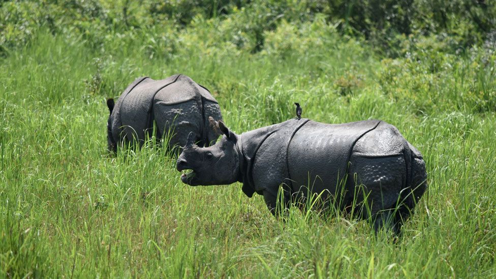 Rhino in the park