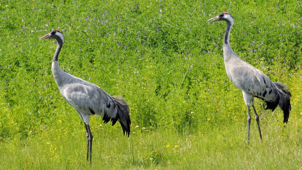 M4 relief road: Common cranes nesting on proposed site - BBC News