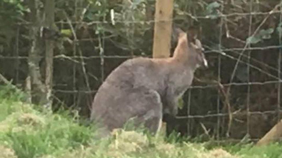 Escaped Filey animal park wallaby found dead on roadside - BBC News