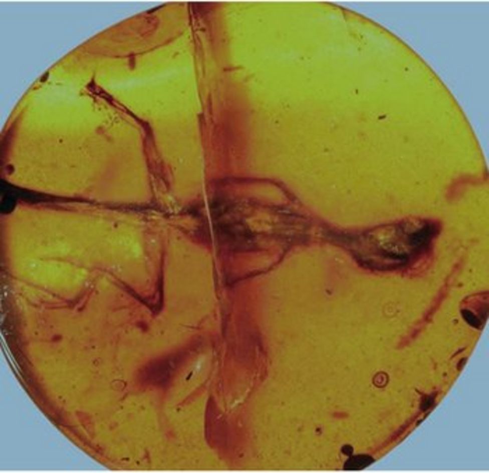 Amber Trapped Lizard Fossils Reveal Lost World Bbc News 0312