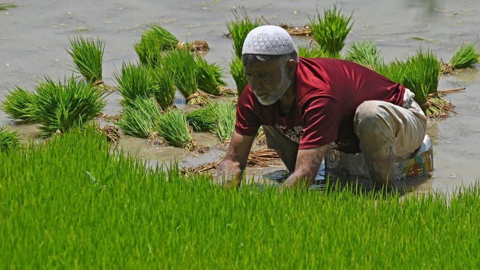 Фермер сажает саженцы риса на заболоченном рисовом поле на окраине Шринагара, 19 июня 2023 г.
