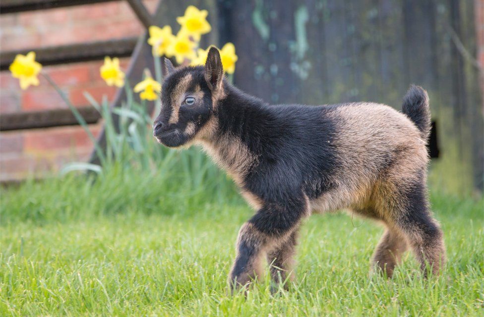 Baby goat