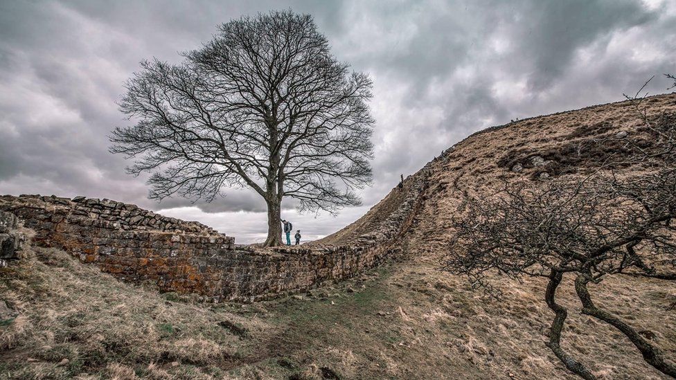 Two people at the tree photographed next to Hadrian's Wall