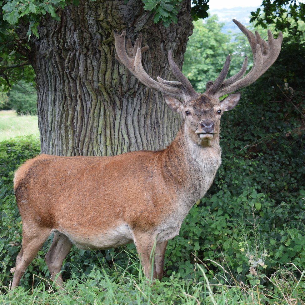 A deer at the Ashton Court Estate in Bristol