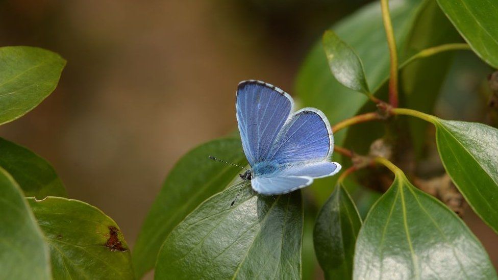 A Holly Blue butterfly on a leaf