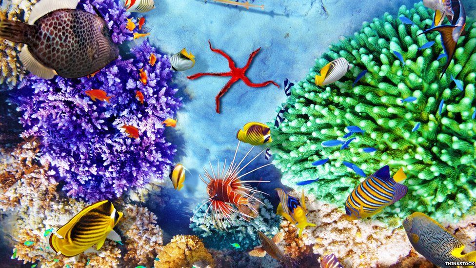 beautiful corals