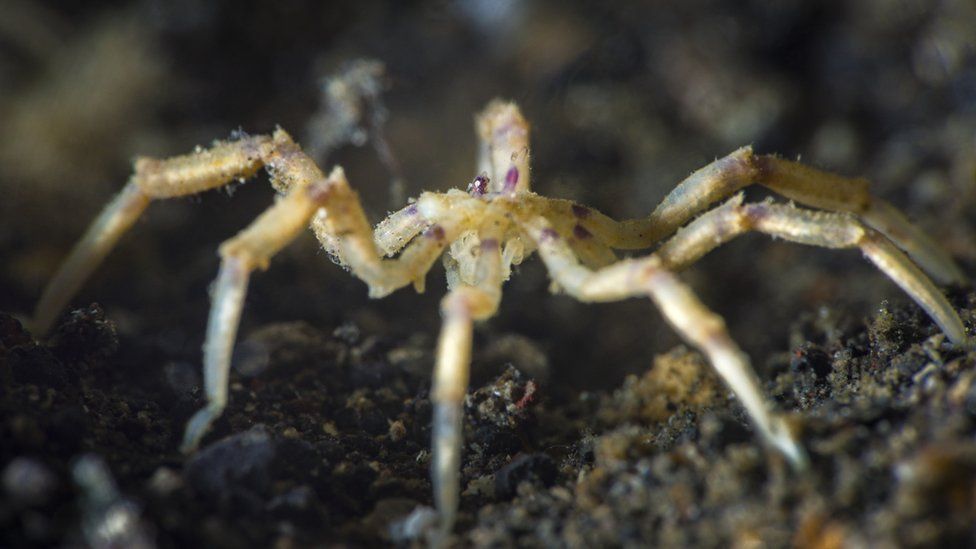 Meet the sea spiders who can re-grow their bottoms! - BBC Newsround