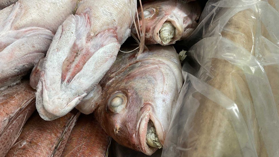 Sea Bream infected with parasite
