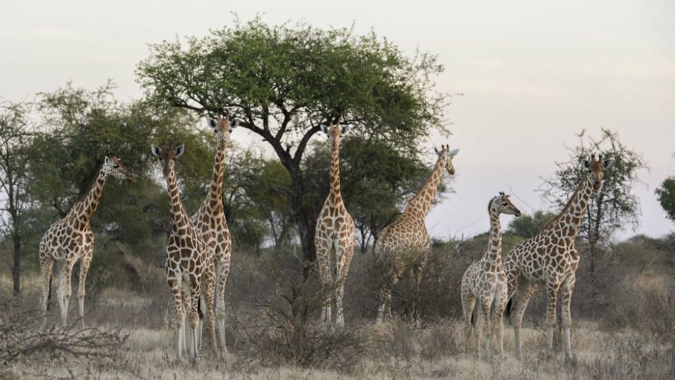 Giraffes in the Zakouma National Park in Chad