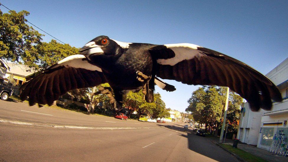 На этом снимке, сделанном в Ньюкасле, Австралия, в 2011 году, австралийская сорока летит к камере.