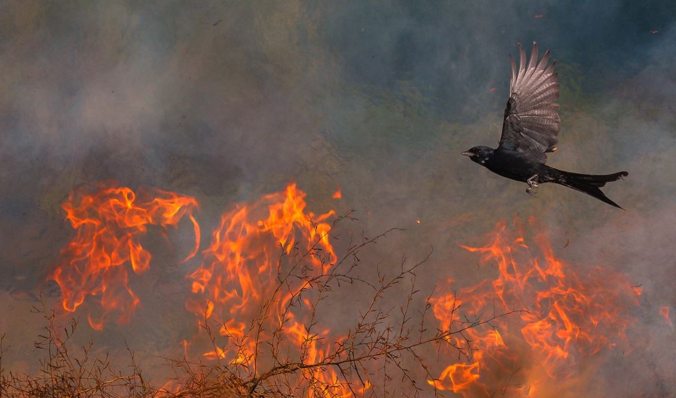 A black bird flies over flaming branches