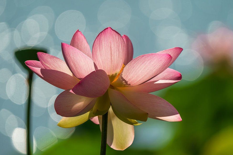 A flower in Mantua, Lombardy, Italy