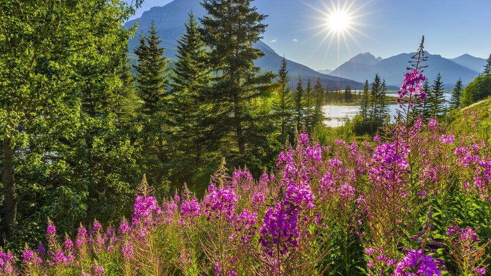 Полевые цветы и горы в солнечный день в национальном парке