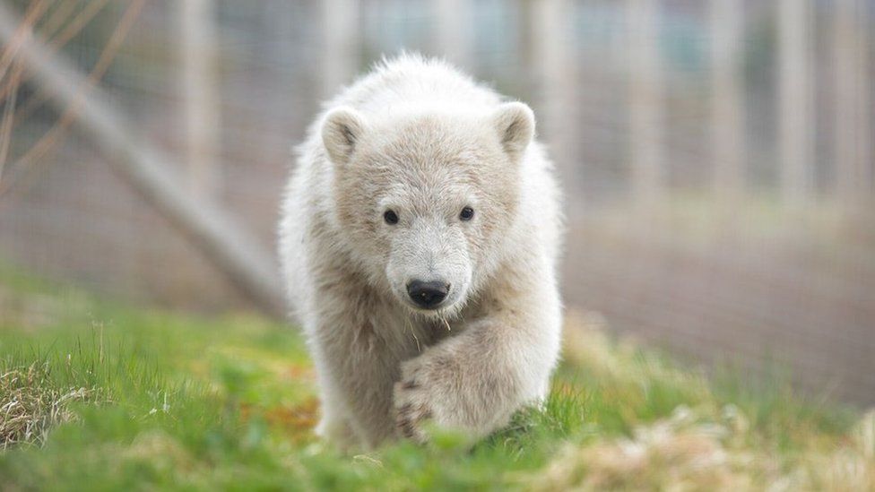 Polar bear boosts Highland Wildlife Park's visitor numbers - BBC News