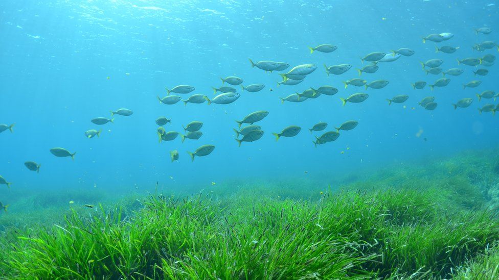 sea grass