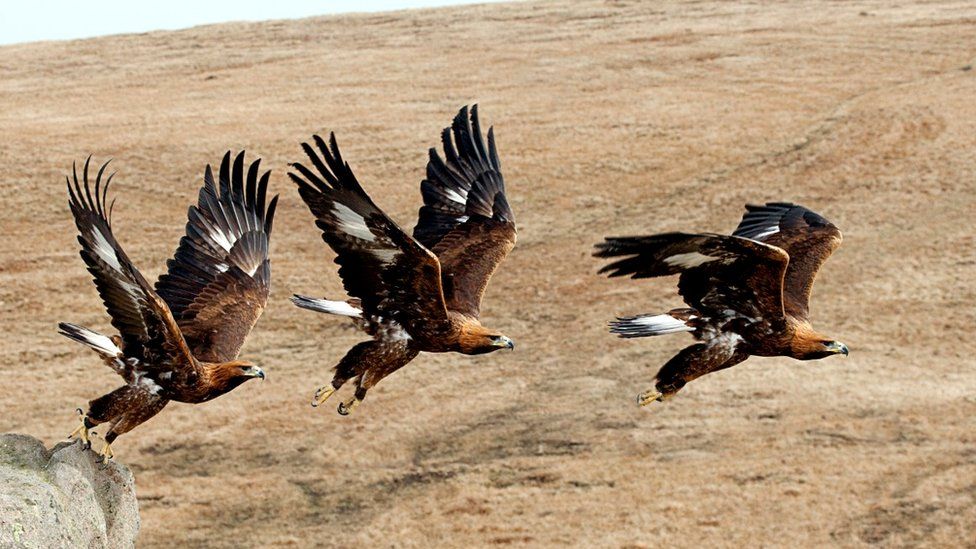 Golden eagle taking off (c) Science Photo Library