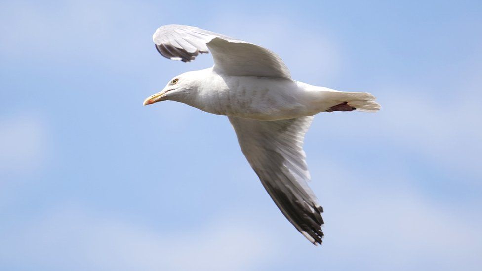 gull flying