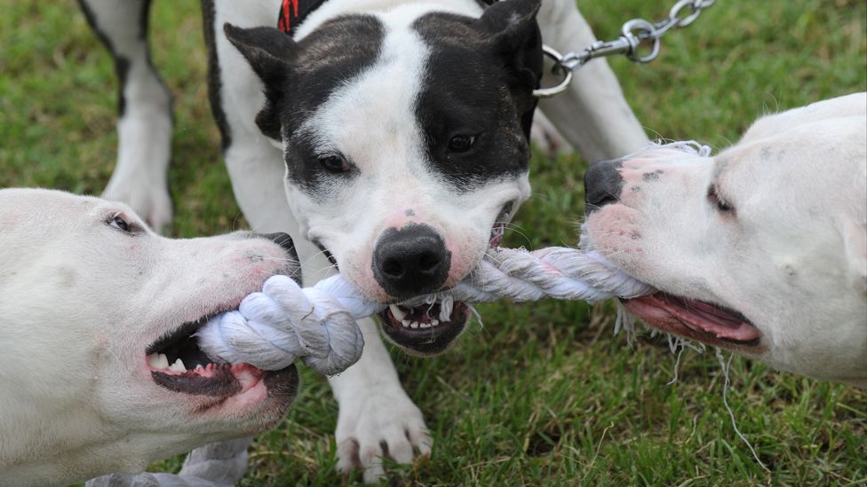 Dogs chewing at rope