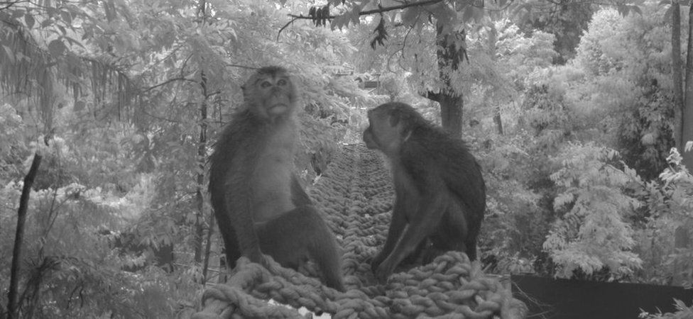 Macaques using the rope bridge