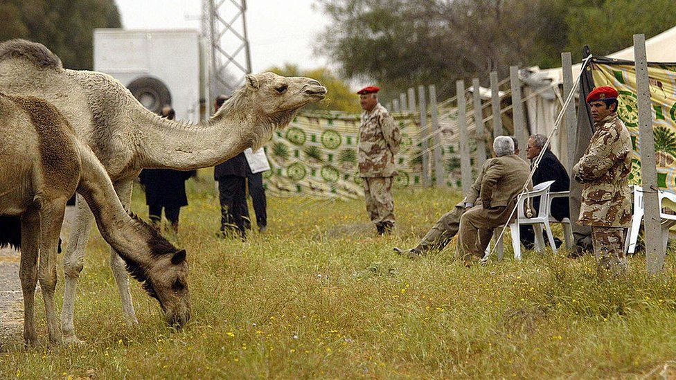 Верблюды у шатра Каддафи