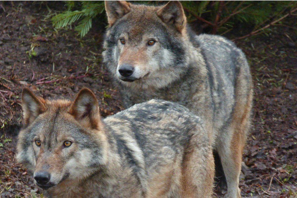 Wolves Aurora and Loki settle into their new Dundee home - BBC News